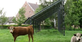 zwei Kühe vor einer hoch aufgeständerten Solaranlage, im Hintergrund ein Gehöft